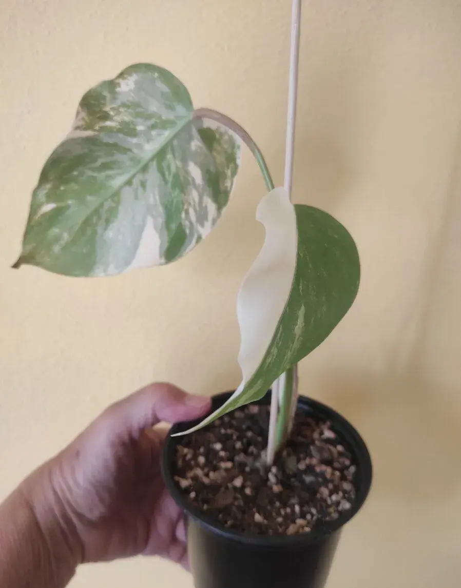 MONSTERA ALBO VARIEGATA