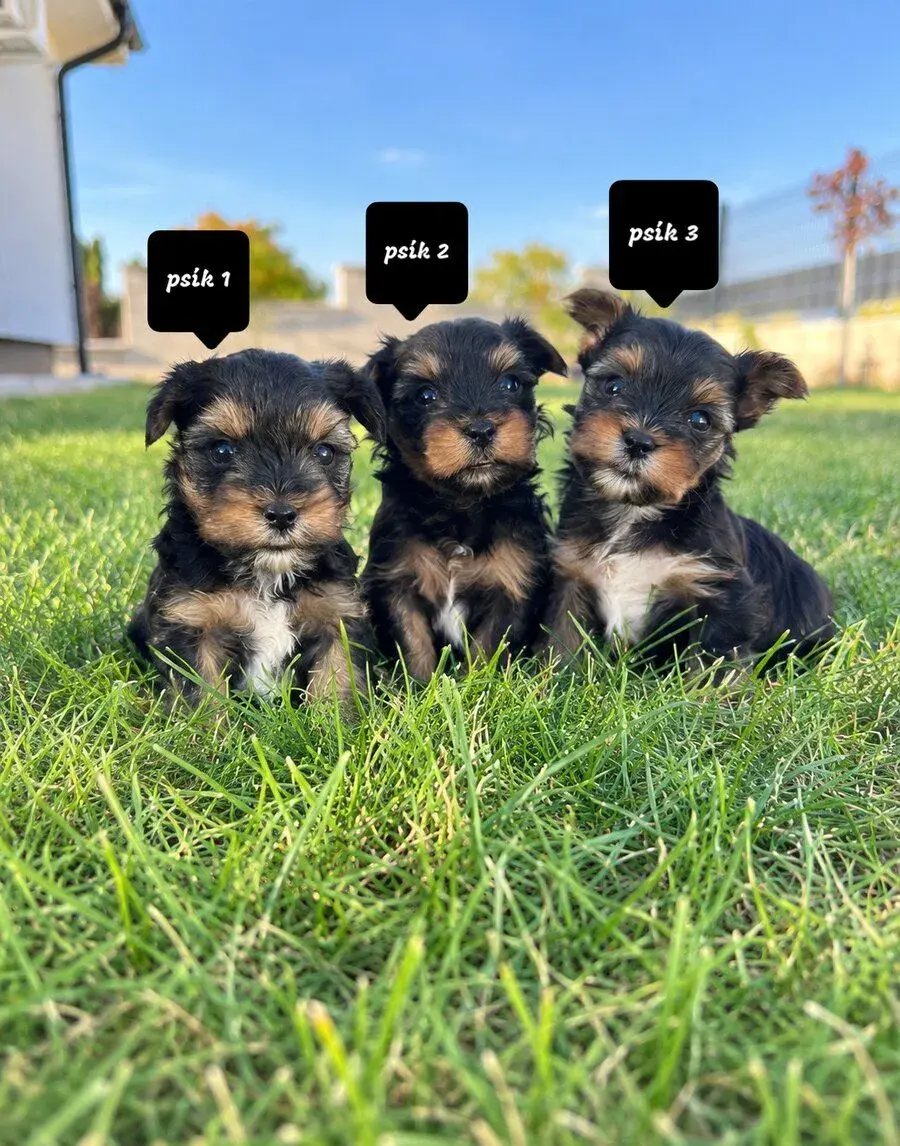 Yorkshire terrier / yorkshirsky terier / Šteniatka MINI