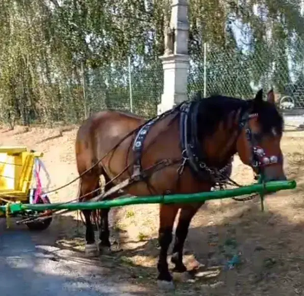 Ťažného valacha