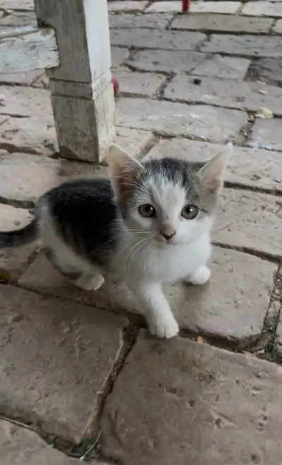 🐱Darujem 3 mačiatka - Košice 🐱