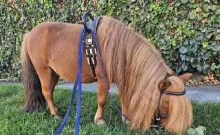 Minishetland kobyla