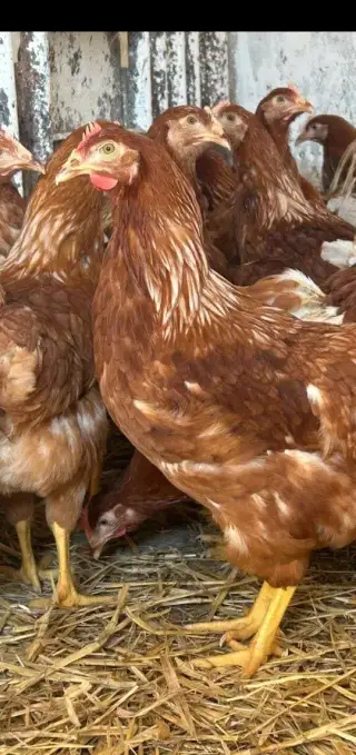 Tetra SL mladé 19 týždňové nosničky