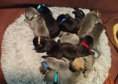 Krásne šteniatka Cane Corso - prijímame rezervácie