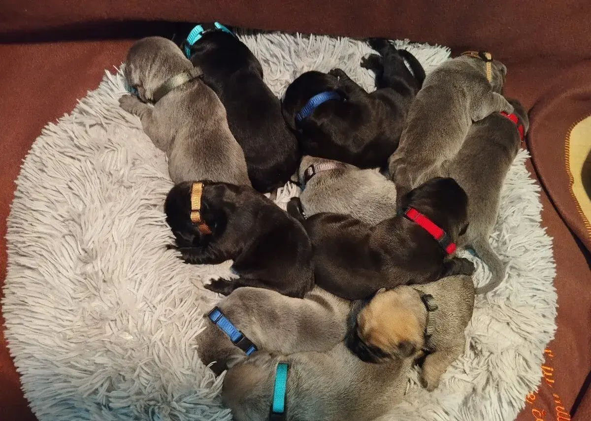 Krásne šteniatka Cane Corso - prijímame rezervácie