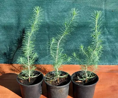 Borovica píniová - Pinus pinea - sadenice