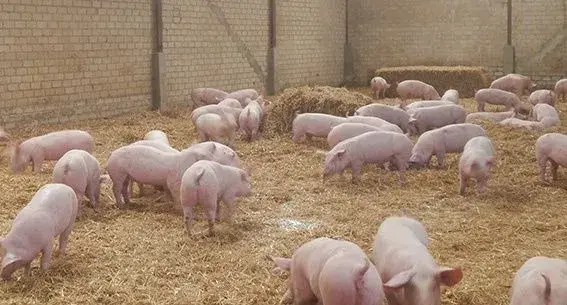 prasatá na predaj