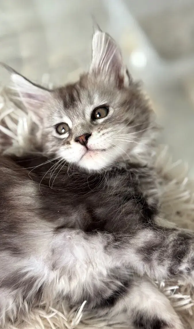 O R I A N A 🤎 Maine Coon Mainská Mývalia s PP