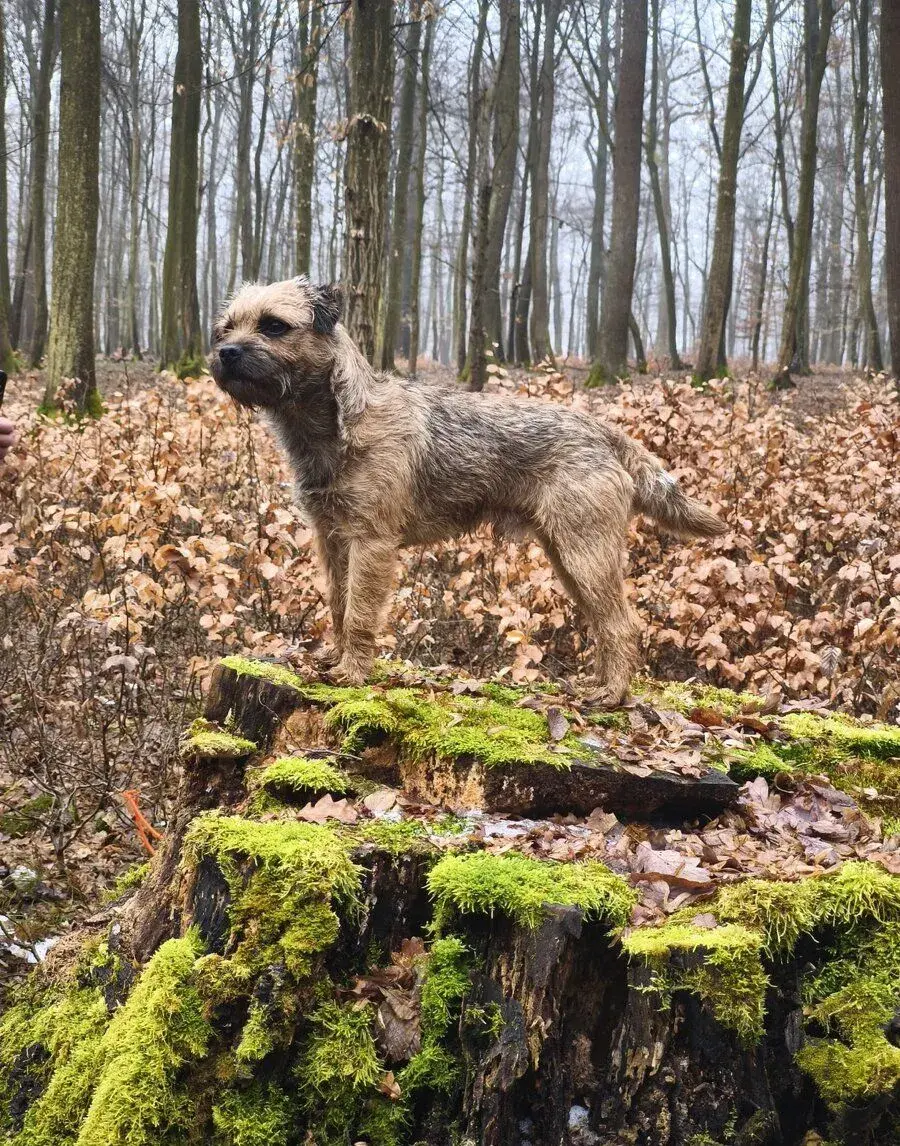 Border terrier