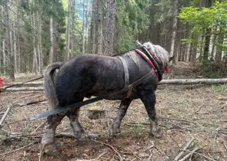 Ťažny kon