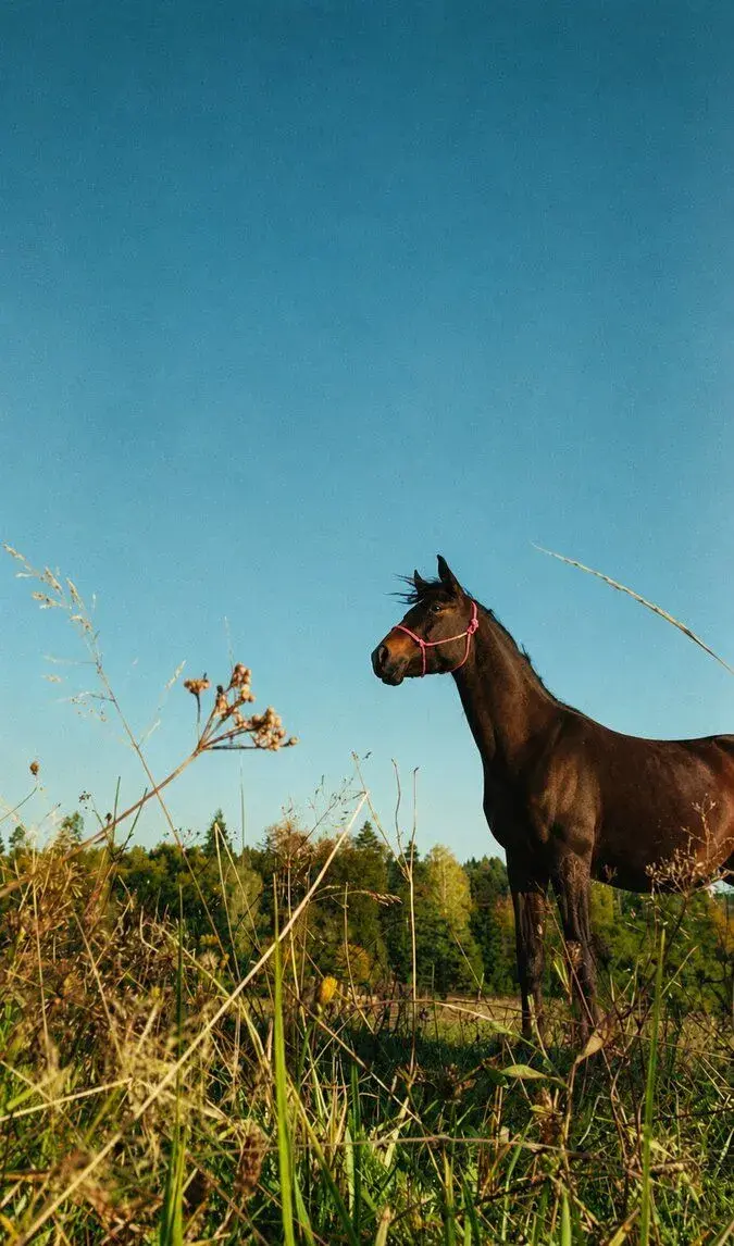 🐴 Na predaj: mladú kobylku 🐴