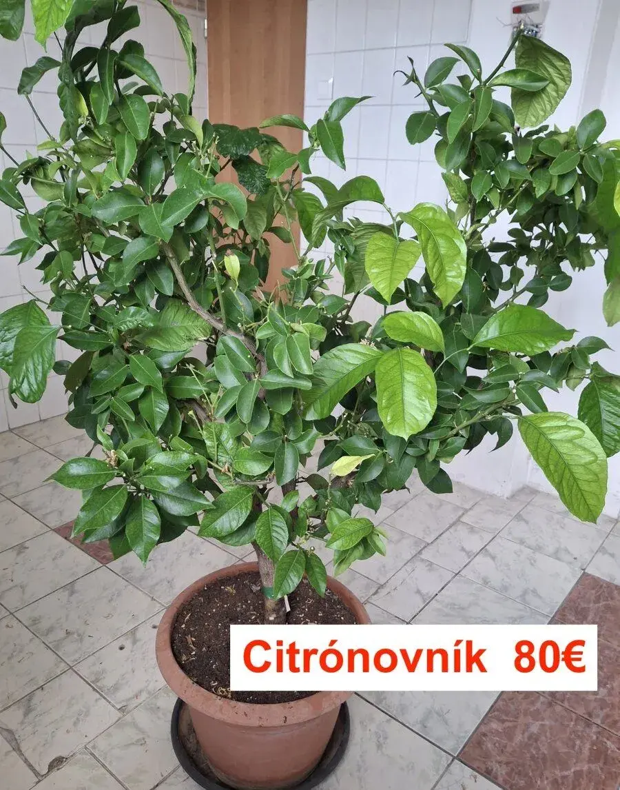 Citrónovník