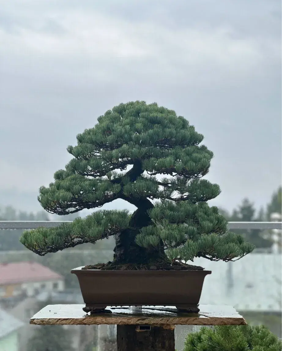 Kimura bonsai