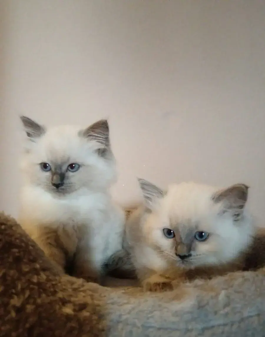 Ragdoll