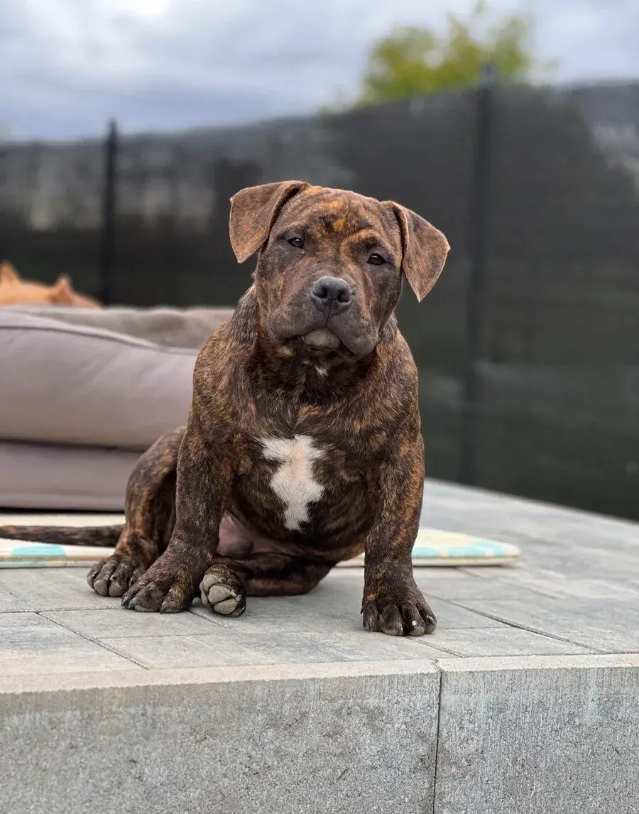 AMERICAN BULLY POCKET – ŽÍHANÉ ZBARVENÍ