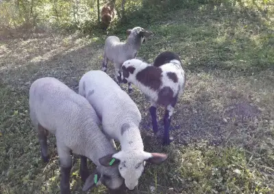 Jahňacie mäso