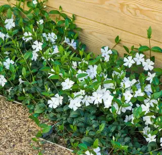 Vinca minor - Zimozeleň menšia - biele kvietky