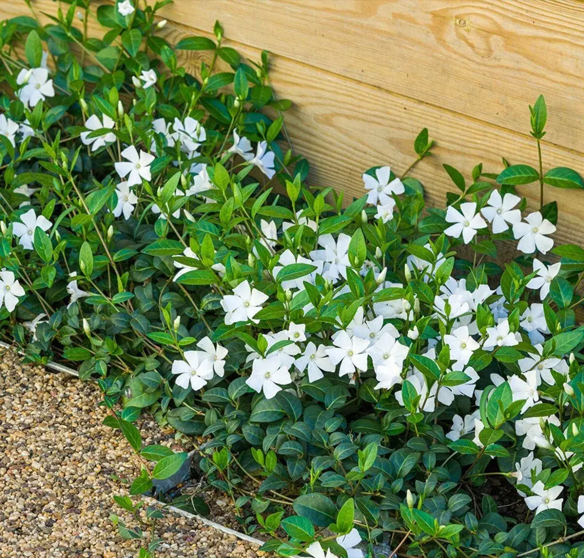 Vinca minor - Zimozeleň menšia - biele kvietky