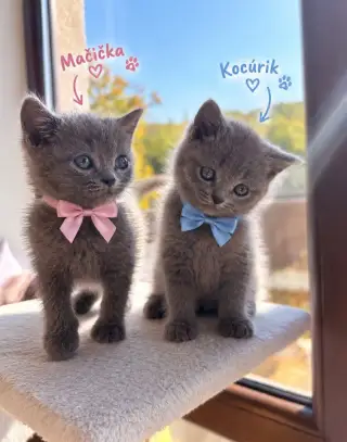 Britské mačiatka