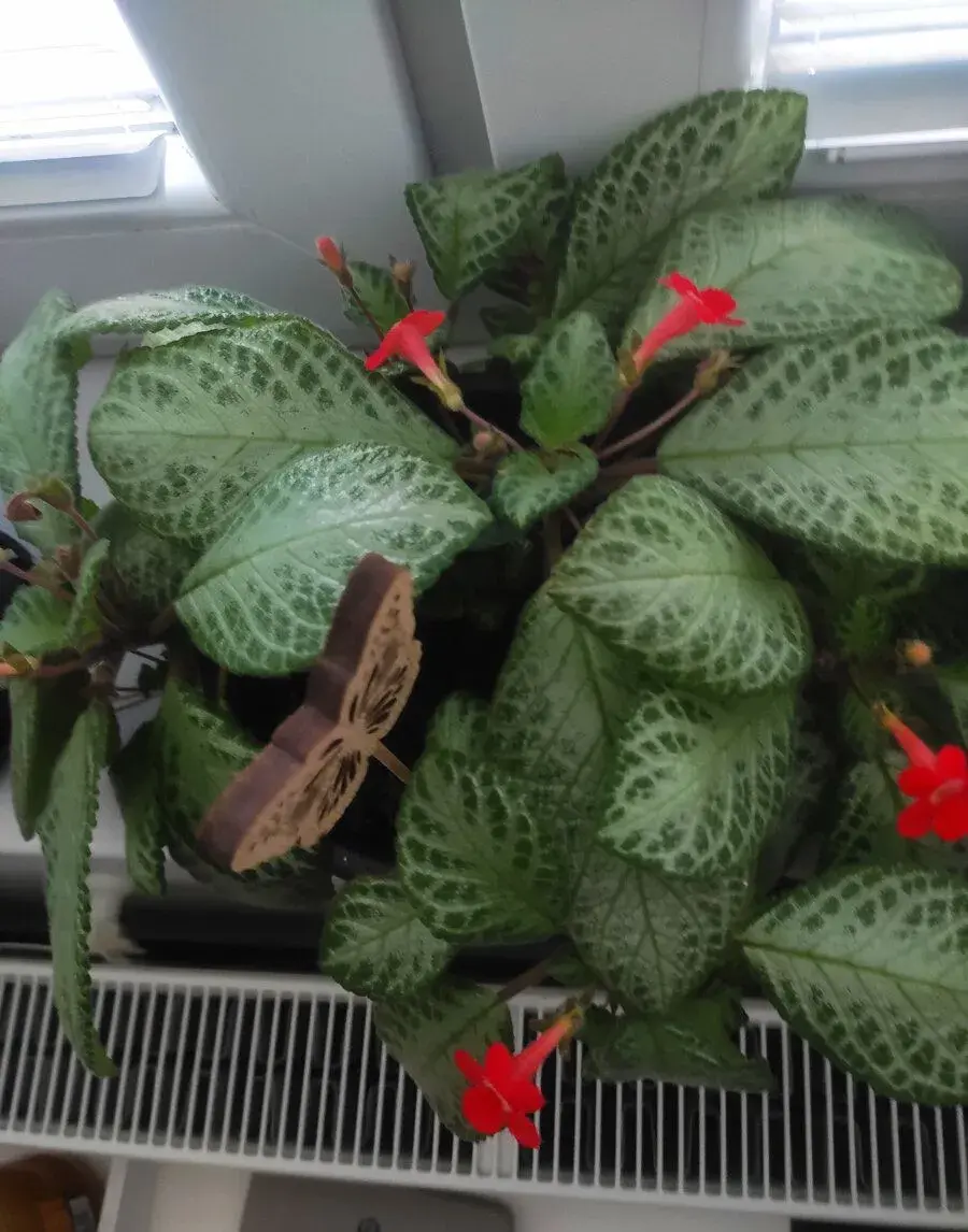 Izbový kvet Episcia Cupreata