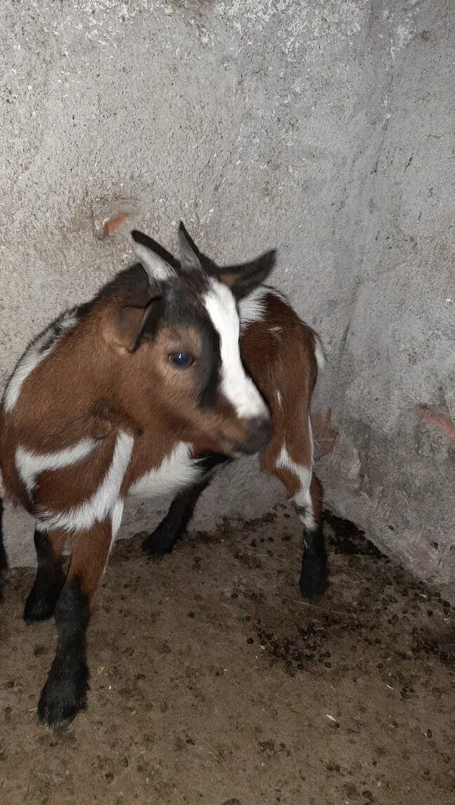HOLANDSKÁ mini koza
