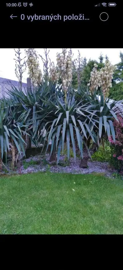 Yuka nádherná stromova (Yucca gloriosa)