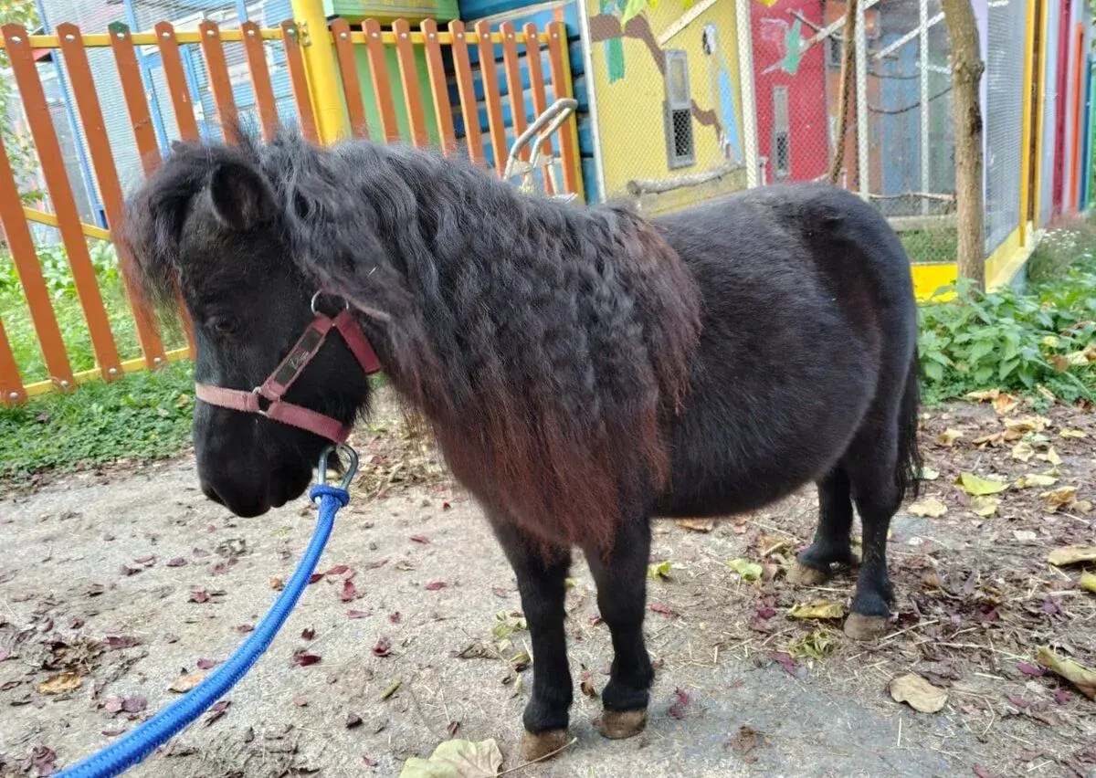 Shetlandský pony