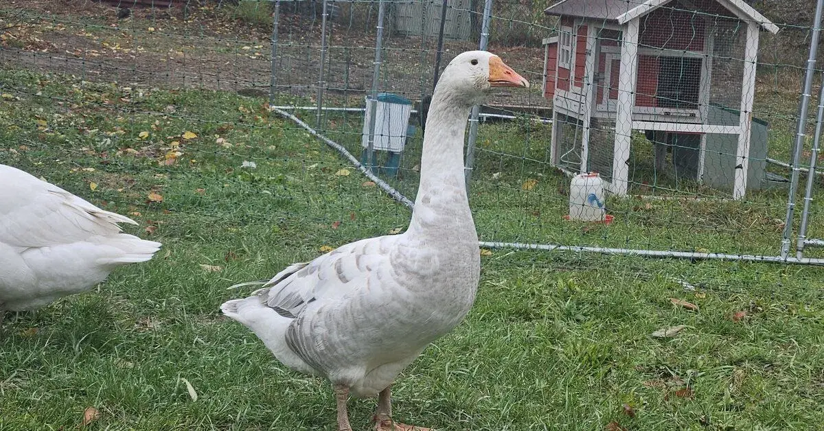 Hus alebo gunár na chov výmena