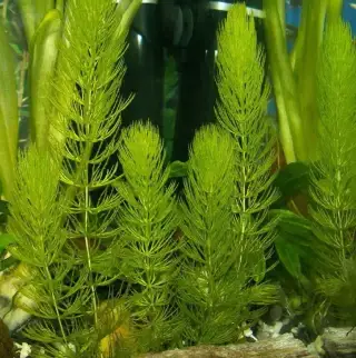 akva rastlina Ceratophyllum demersum / rožkatec ostnitý