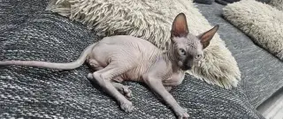 🐾 NA PREDAJ – ROZKOŠNÍ KOCÚRIKOVIA KANADSKÝ SPHYNX 🐾