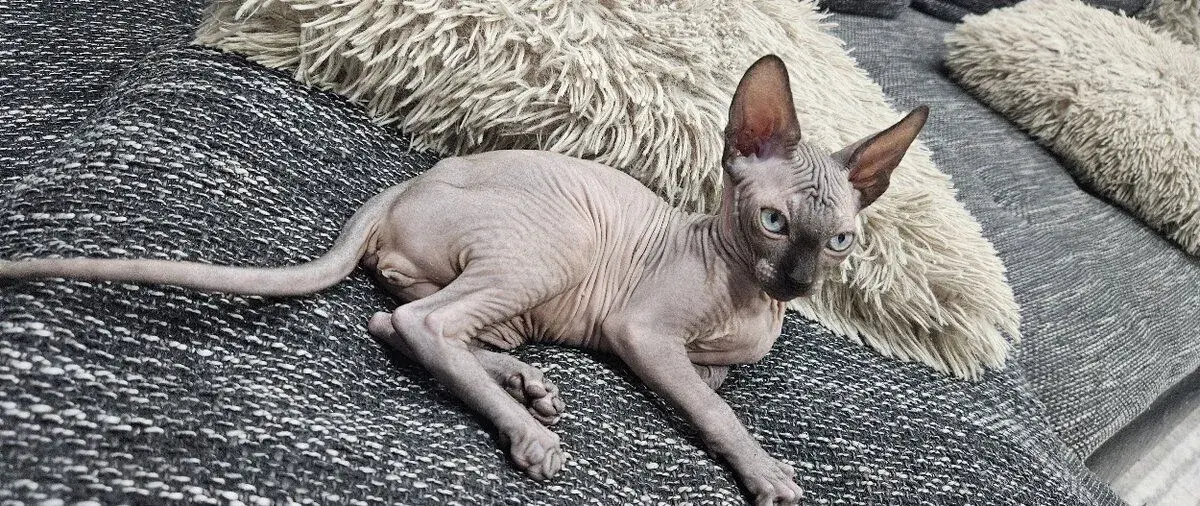 🐾 NA PREDAJ – ROZKOŠNÍ KOCÚRIKOVIA KANADSKÝ SPHYNX 🐾