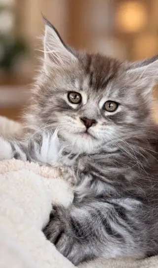 O L Y M P I A 🤎 mainská mývalia Maine Coon s PP