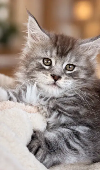O L Y M P I A 🤎 mainská mývalia Maine Coon s PP