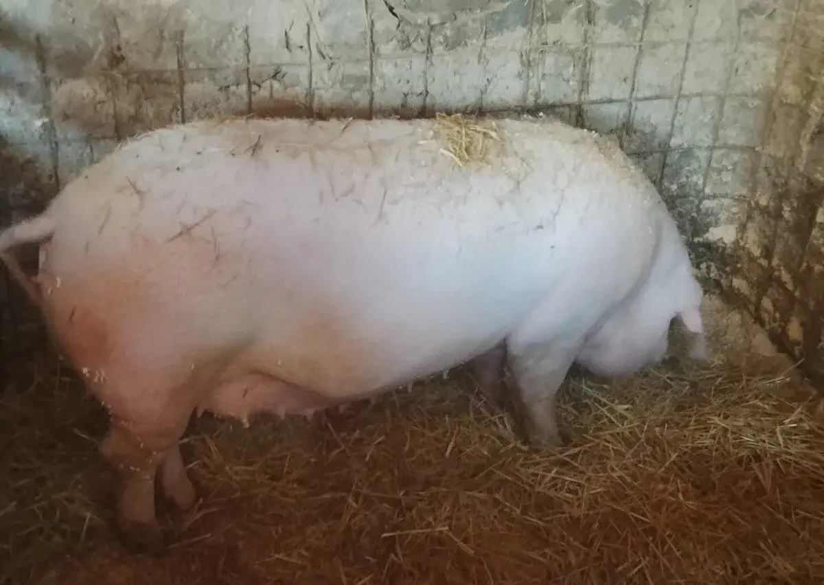 Prása