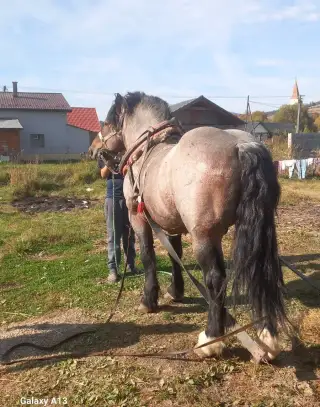 Ťažny koň