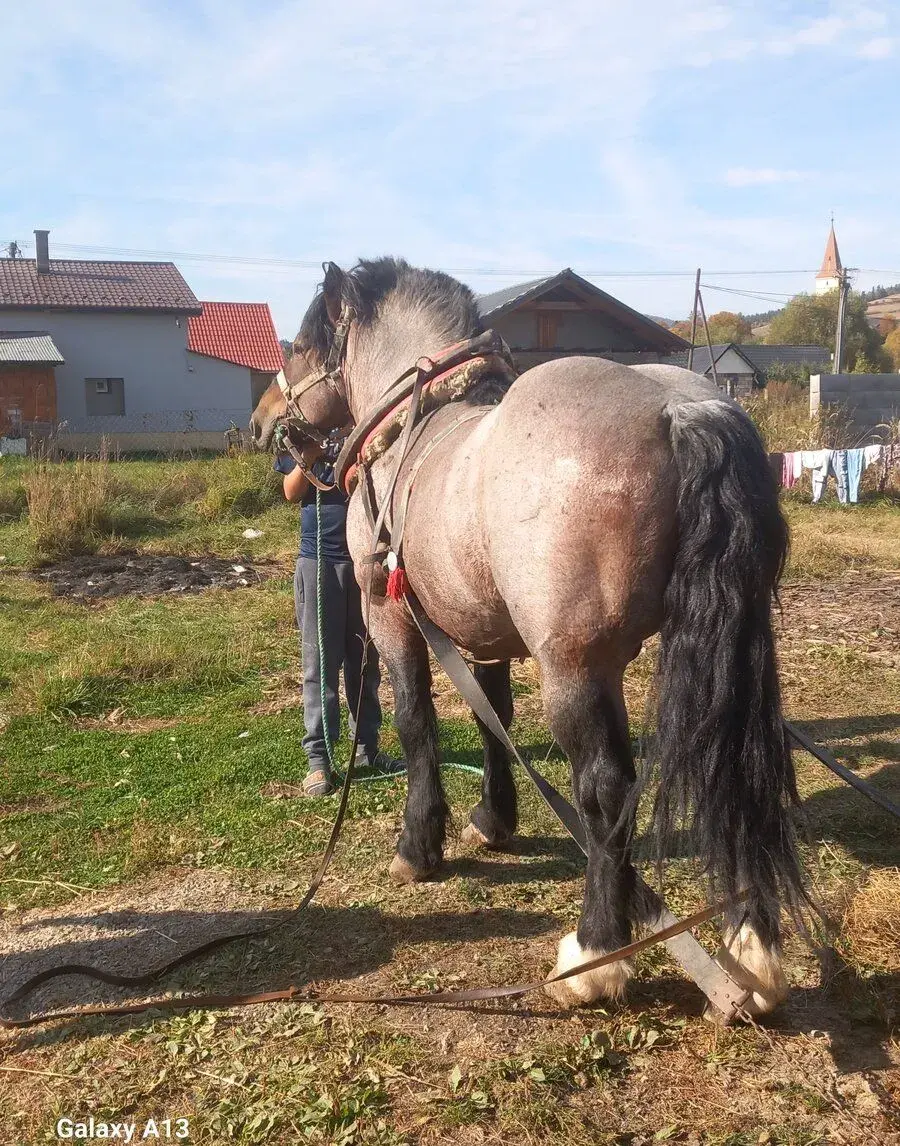 Ťažny koň