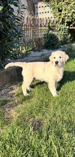 Zlatý retriever fenka s PP FCI - Inzerat je platny do vymaza
