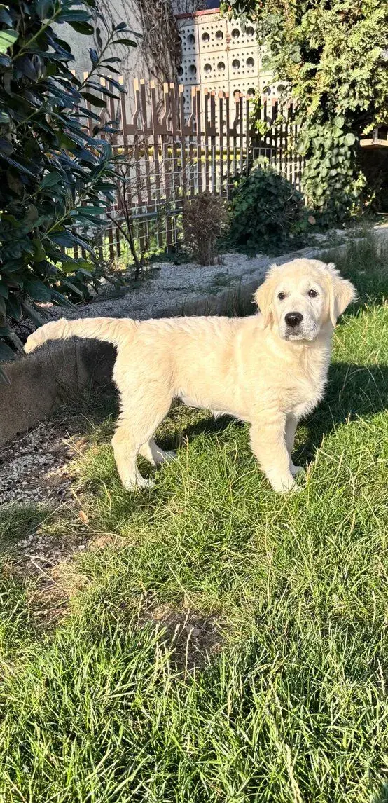 Zlatý retriever fenka s PP FCI - Inzerat je platny do vymaza