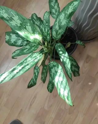 Izbový kvet Aglaonema