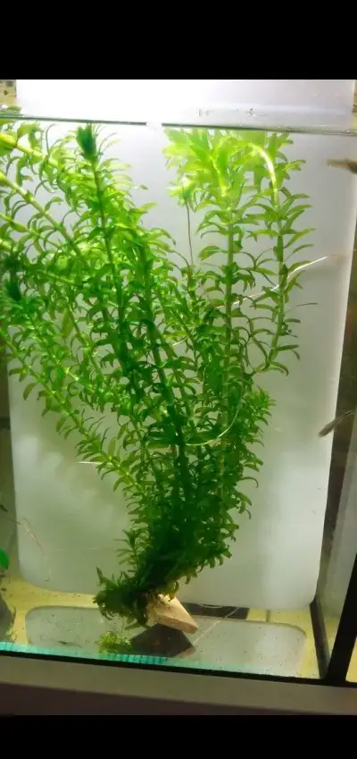 Rastliny Egeria densa