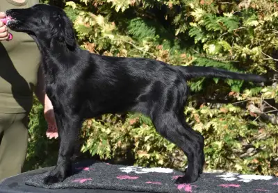 Flat Coated Retriever - šteniatka - sučka