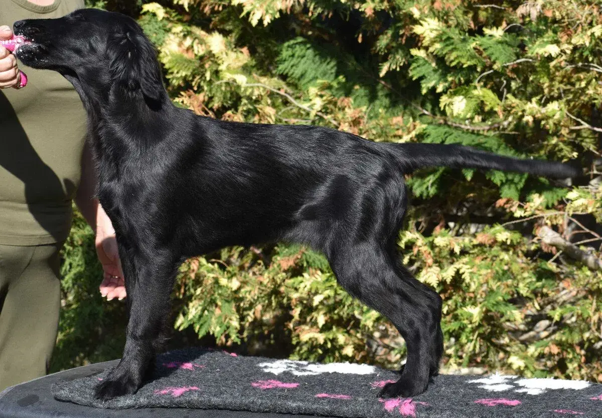 Flat Coated Retriever - šteniatka - sučka