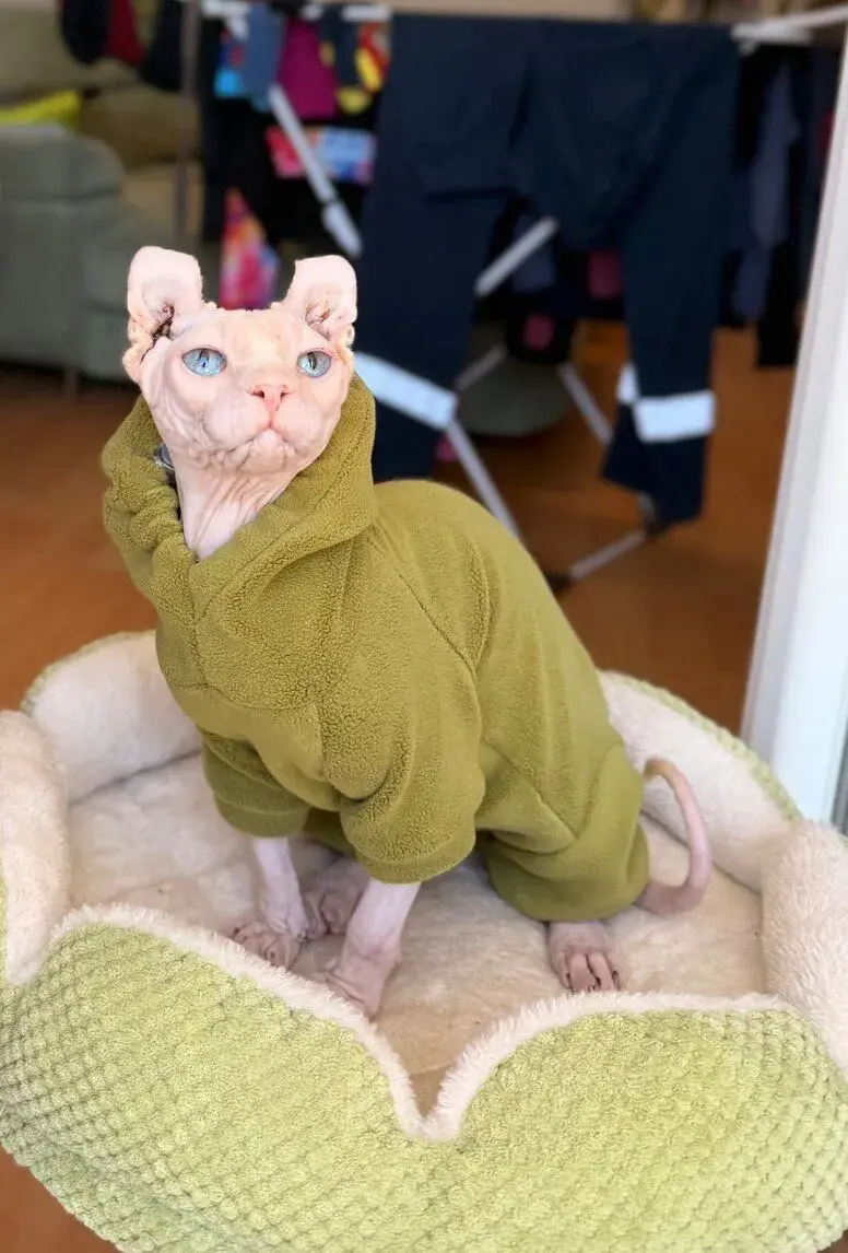 Kanadský SPHYNX ELF S PP