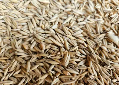 NA PREDAJ OVOS🌾-tohtoročná kvalitná úroda