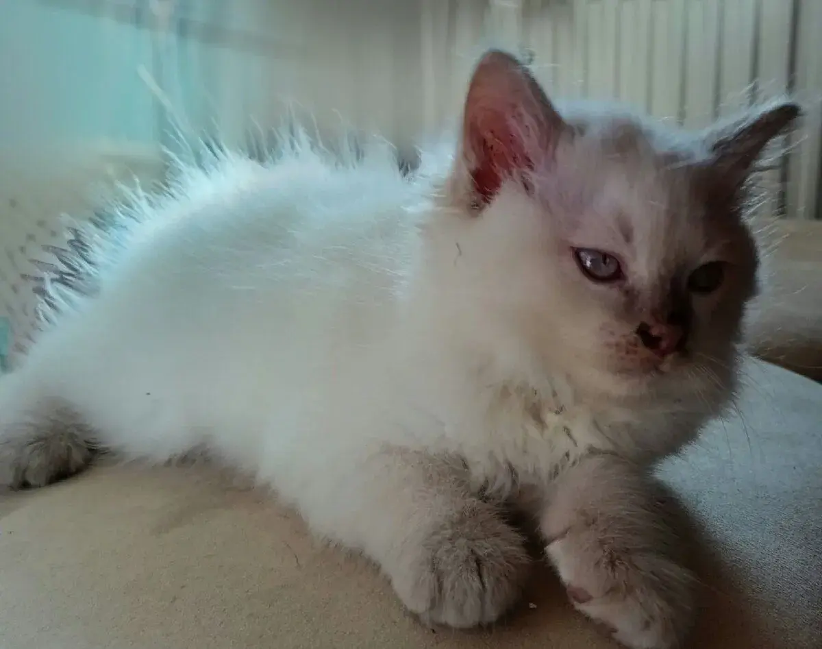 Ragdoll kocúrik