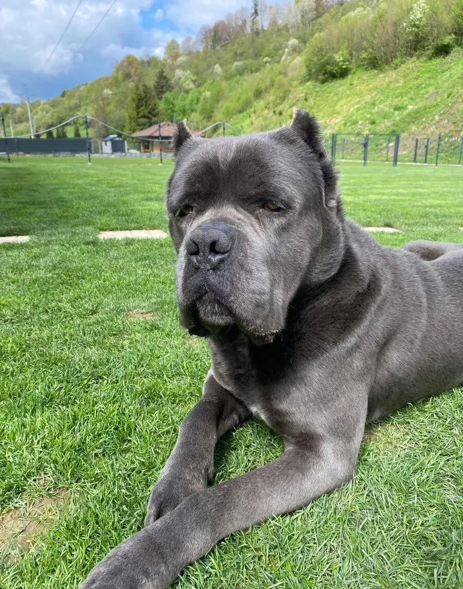 Cane corso krytie