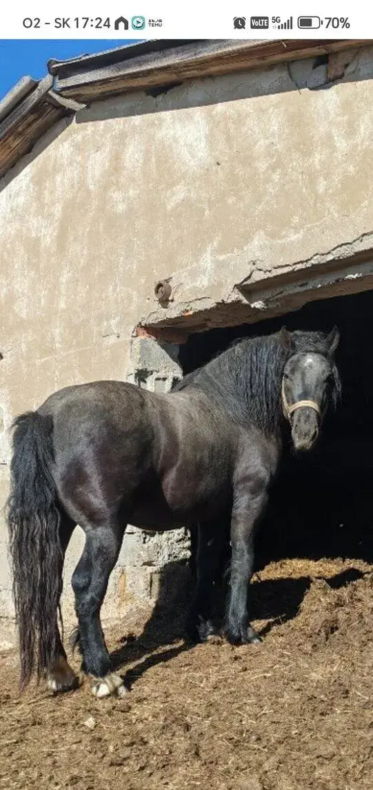 5 ročného Žrebca