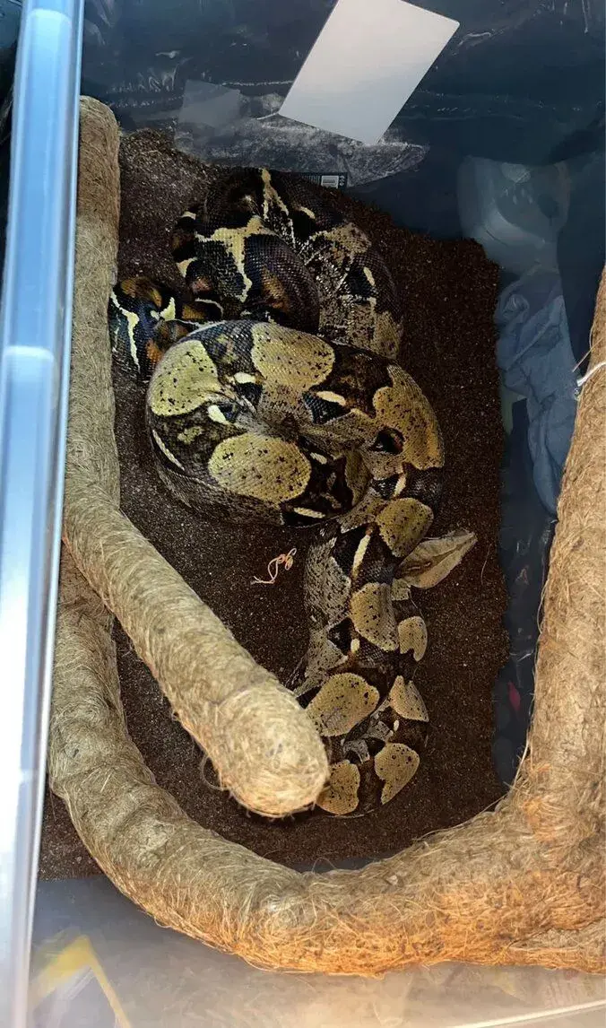 Boa constrictor /velhad