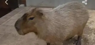 Kapybara