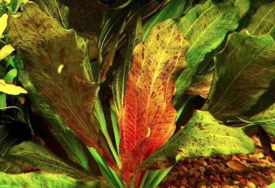 Echinodorus-ocelot-red