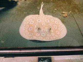 potamotrygon albino pearl+import